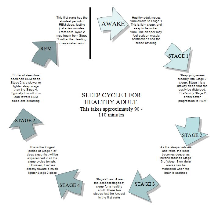 The Sleep Cycle Stages